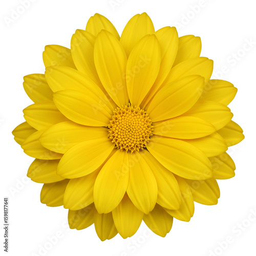 Isolated Photo Yellow Flower on Black Background