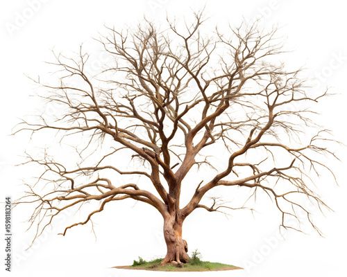 dry tree broken branches