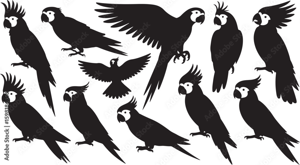 Fototapeta premium Collection of black silhouette cockatoos and parrots in various poses