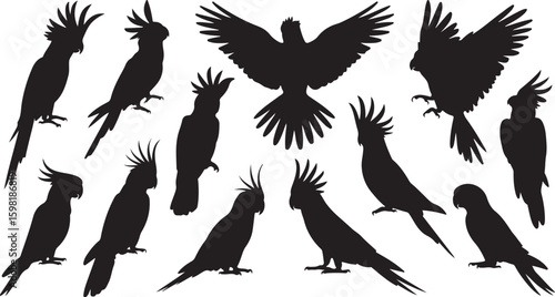 Collection of black cockatoo silhouettes in various poses