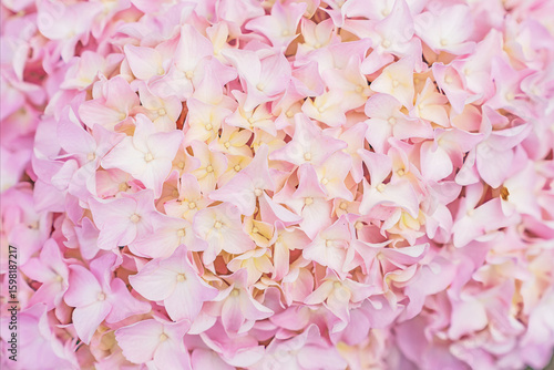 Beautiful background in delicate pastel colors with a blooming hydrangea. Macro photography of hydrangea inflorescences for invitations and greeting cards. Concept for flower shops, farmer's markets, 