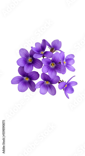 Isolated Purple Flowers on Black Background PNG