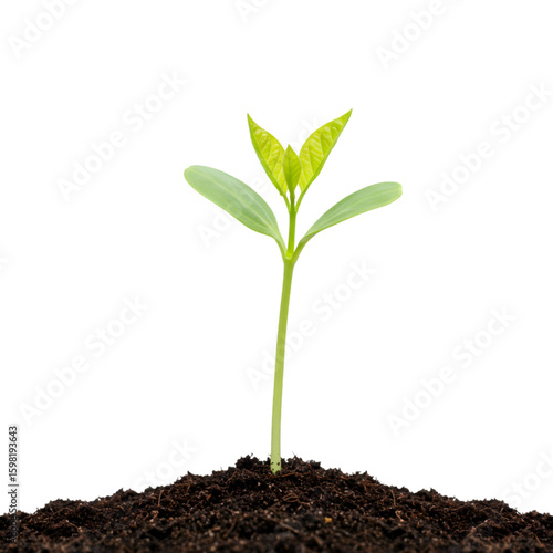 Isolated PNG Image Young Seedling Growing From Soil