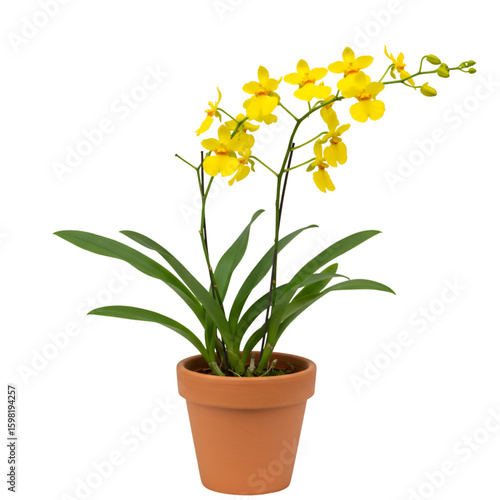 Isolated Potted Yellow Orchid on Transparent Background