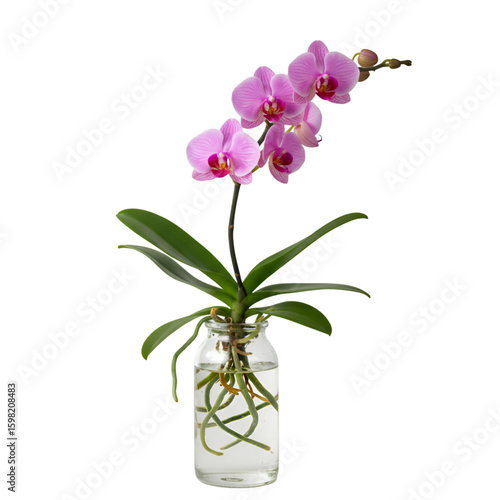 Isolated Pink Orchid in Glass Jar on Transparent Background
