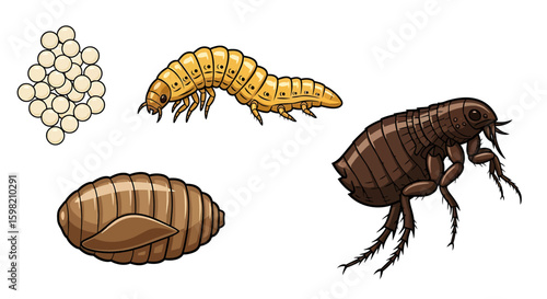 Flea Life Cycle Stages