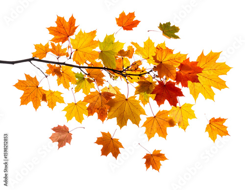 Floating Tree Branch with Falling Leaves, Artistic Motion Concept
