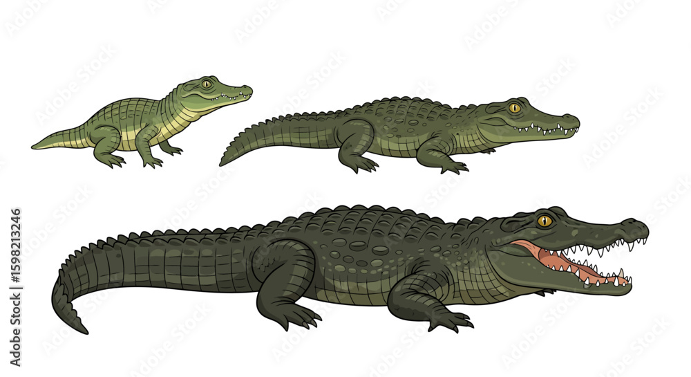 Obraz premium Crocodile Growth Stages Illustration