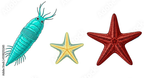 Marine Life Copepod and Starfish