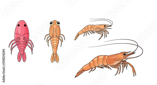 Colorful shrimp collection illustration