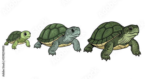 Illustration of Turtle Growth Stages