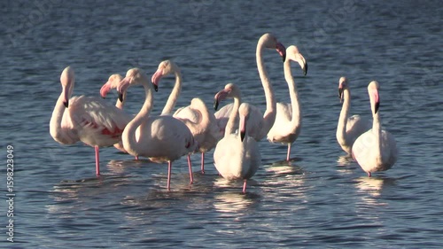 Flamingos in the Late Afternoon Light