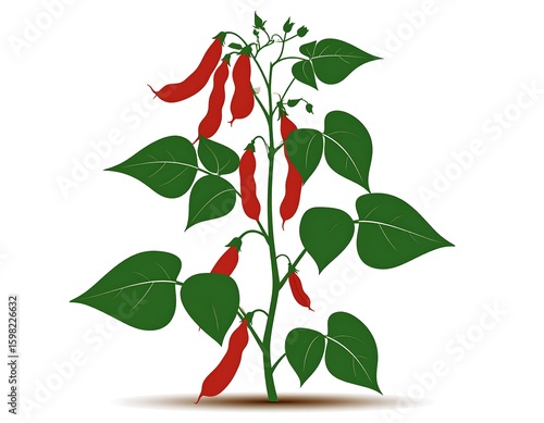 Vibrant Red Bean Plant with Lush Green Foliage Isolated on White Background  Detailed Botanical Illustration of Leguminous Crop
