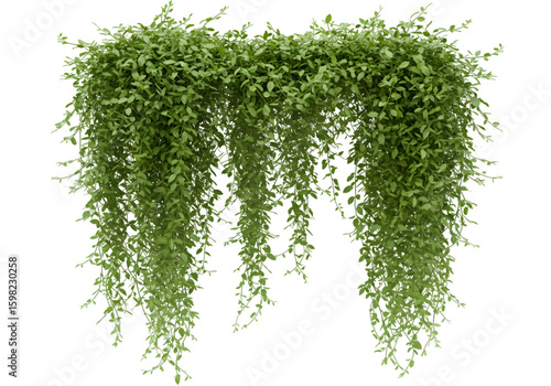 Realistic 3D Render Lush Green Hanging Vines Isolated