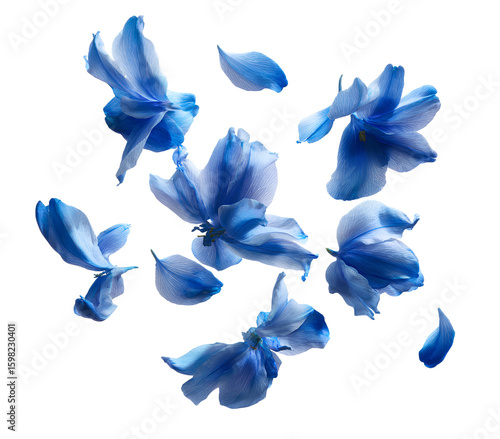  Blue jasmine petals floating gently in the air isolated on transparent background