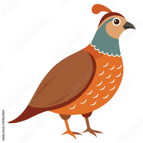 Quail Bird