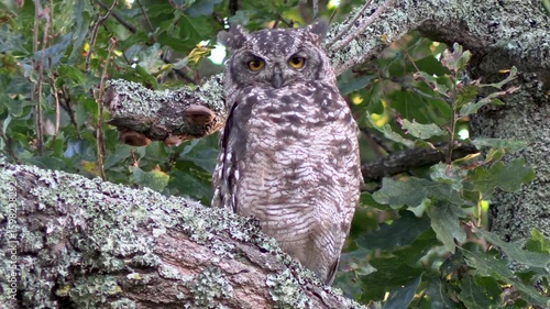 Spotted Eagle Owl