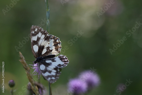 Papillon demi deuil