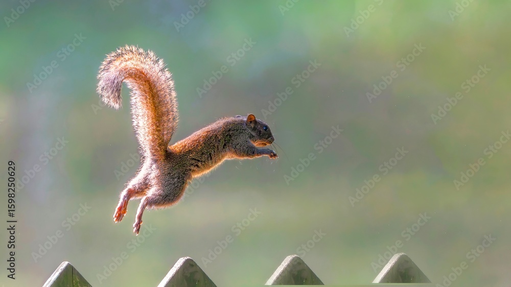 Fototapeta premium flying birds in the wildlife
