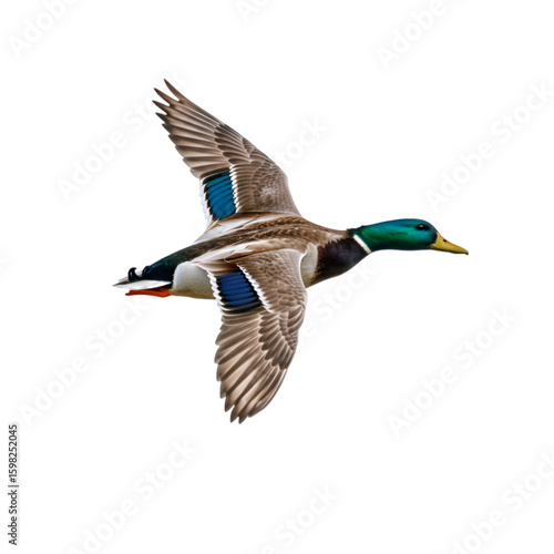 Photo of Mallard Duck in Flight Isolated on Transparent Background