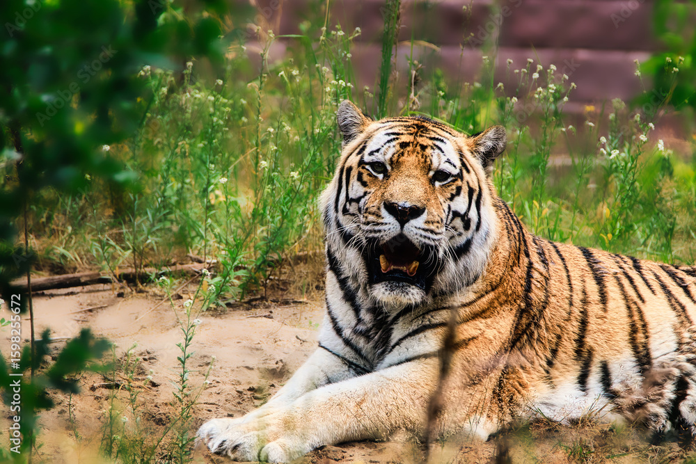 Obraz premium tiger in the zoo