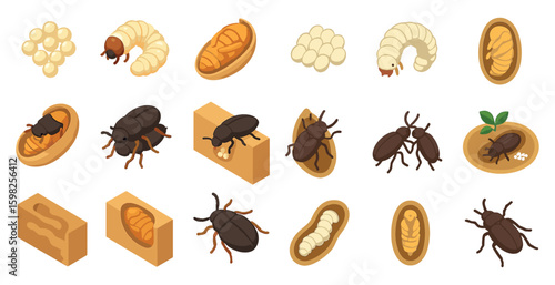Insect lifecycle isometric icons set – bug evolution, beetle, nature illustrations