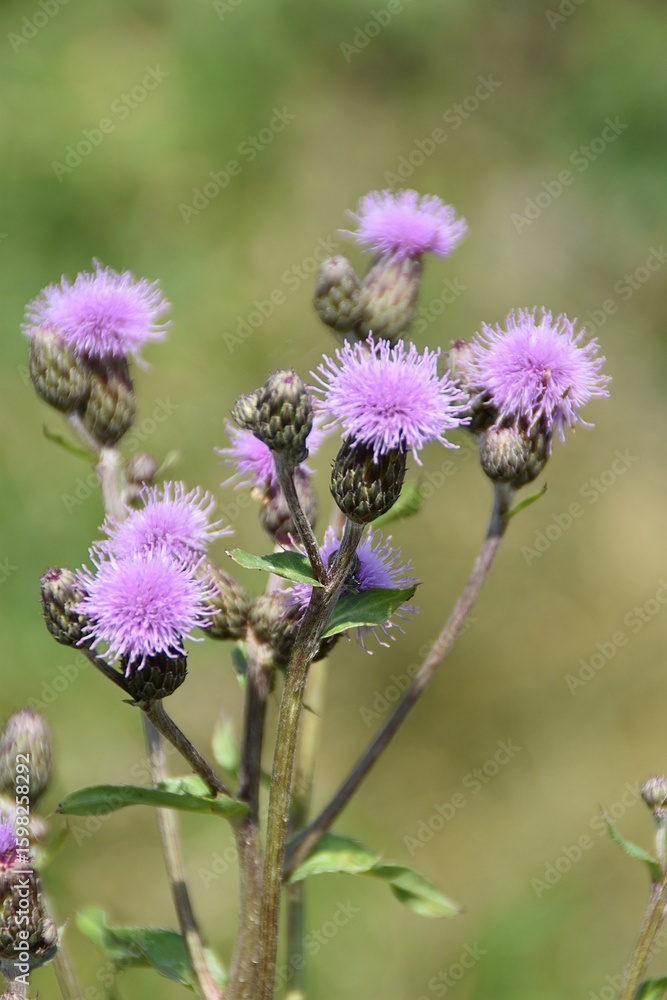 Fototapeta premium Field thistle plants are blooming in nature in sunny summer day.