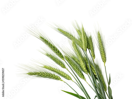 green wheat png image on transparent background