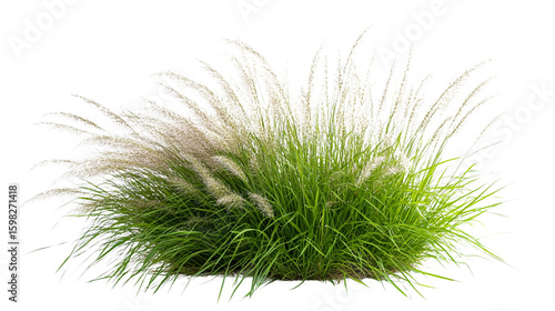 Fluffy ornamental grass isolated on transparent background