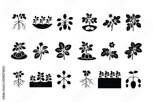 Potato plant growth stages and root system illustrations roots leaves