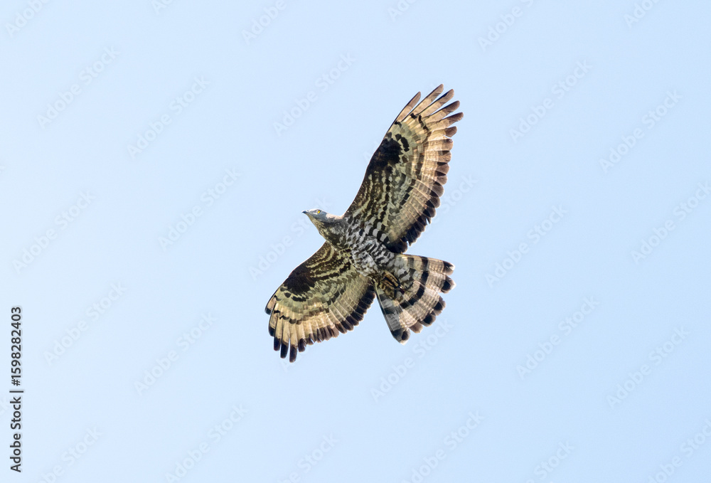 Fototapeta premium European Honey Buzzard Flying