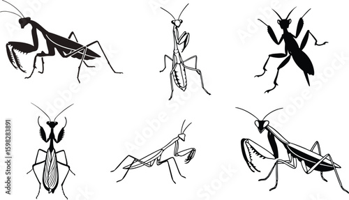 mantis animal black color vector illustration.