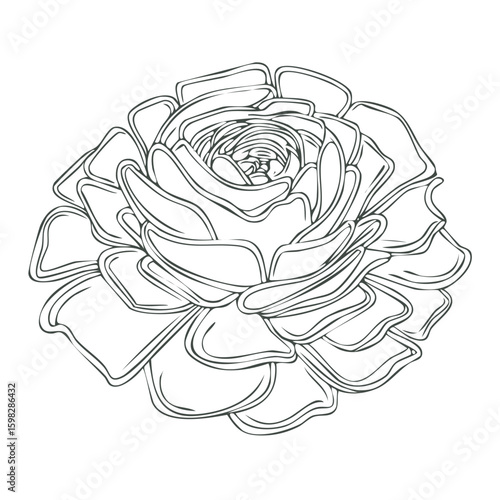 Single flower drawing - Hand-drawn rosette succulent flower graphic design, botanical line art
