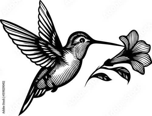 vintage engraved illustration of a hummingbird drinking nectar from a flower with wings outstretched