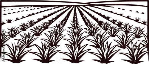 Agave plants growing in symmetrical rows on flat farmland with distant horizon line illustration