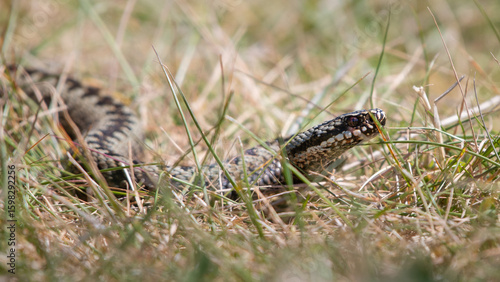 Adder, or common European viper (Vipera berus), Scotland