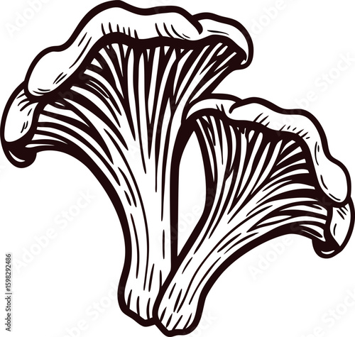 Hand drawn vintage chanterelle mushrooms isolated on white background, botanical engraving sketch illustration