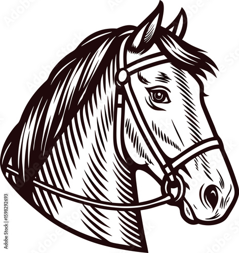 Detailed hand drawn horse head in bridle, vintage black line art illustration