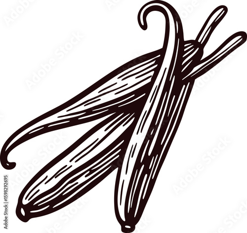 Hand drawn vanilla pods illustration isolated on white vintage botanical sketch of vanilla beans detailed ink