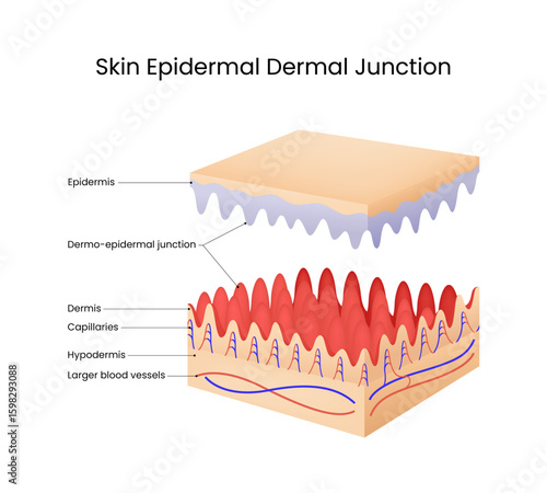 Skin Epidermal Dermal Junction Anatomy Diagram