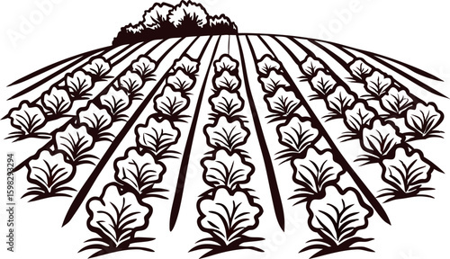Cabbage field illustration with neat crop rows and distant trees, monochrome farm landscape in vintage engraved