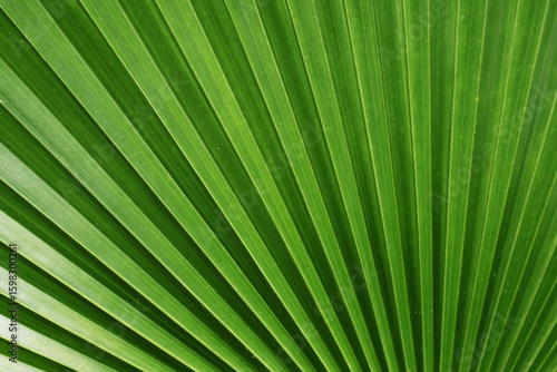 Artistic Botanical Pattern of Green Panama Hat Palm Plant's Leaf