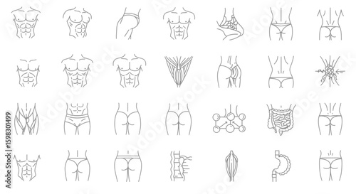 Human body parts linear icons set, including six packs and butt
