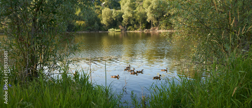 Принти на полотні A stunning view of a pond framed by vegetation in the soft light of the setting sun