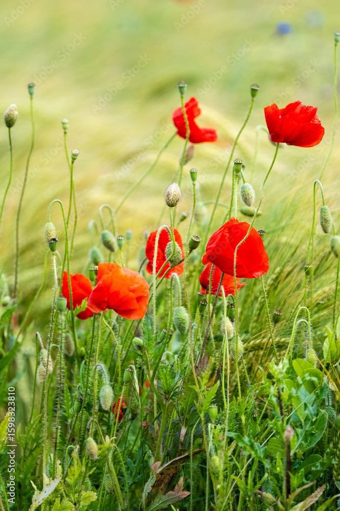 Obraz premium Beautiful Poppies Blooming In Field