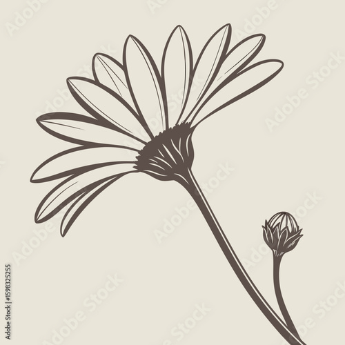 Elegant hand drawn daisy flower botanical illustration in neutral tones