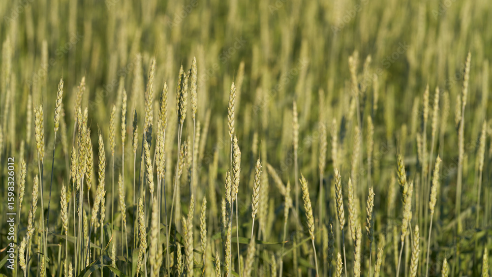 Obraz premium Picturesque natural background of green ears of milky ripe wheat in the soft light of the setting sun.