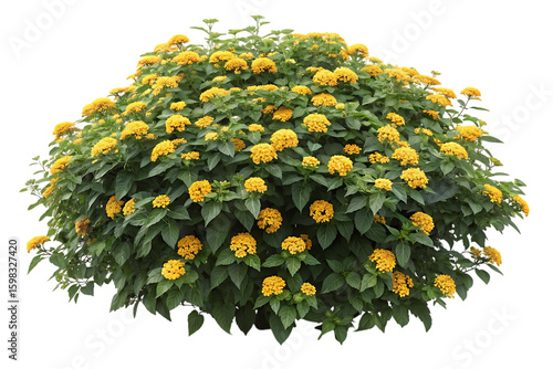 Lush green bush with abundant bright yellow flowers isolated on transparent background