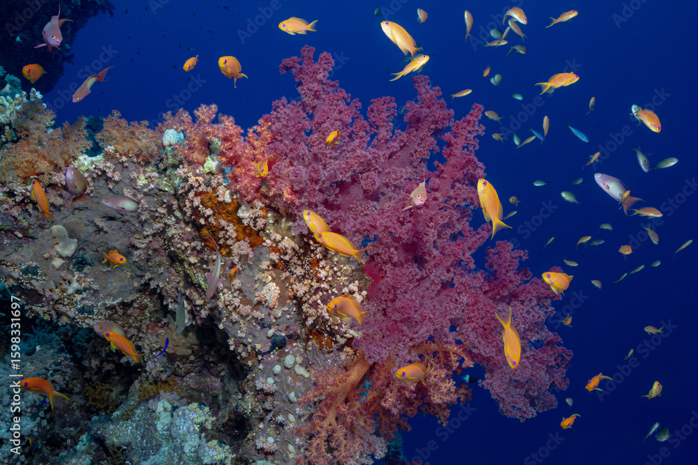 Fototapeta premium Vibrant Soft Coral and School of Anthias on a Thriving Reef