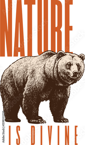 Bear vector design